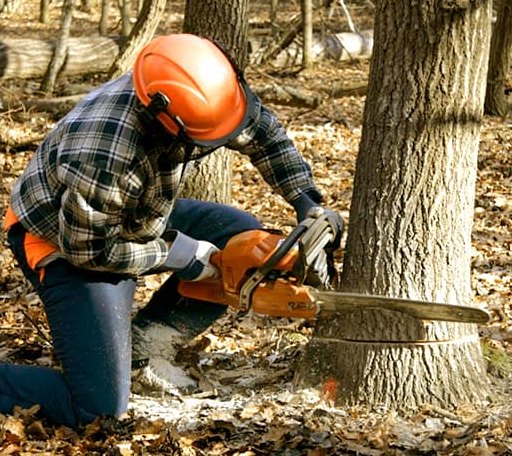 Tree Removal in Ridgecrest, NC